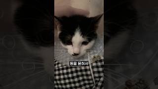 ep.15)약 못먹어서 죽는 고양이??