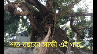 কয়েক শতাব্দীর জীবন্ত সাক্ষী দরবারচরের এই বর্ষীয়ান বৃক্ষ