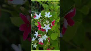 about Rangoon creeper flower plant