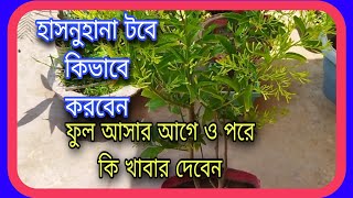 ছাদবাগানে টবে হাসনুহানা গাছভর্তি ফুল পেতে যা করনীয়#cestrum-nocturum#হাসনাহেনা@hoquegreenworld.7469