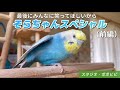 最後にみんなに笑ってほしいから【そらちゃんスペシャル】（前編）　#セキセイインコ　#オカメインコ　#コザクラインコ