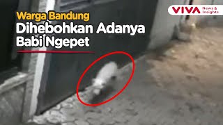 HEBOH, Polisi Turun Gunung Buru Babi Ngepet di Bandung