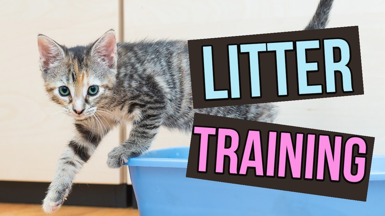 How To Litter Box Train A Cat Ultimate Step By Step Guide Cats