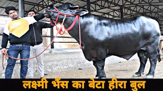 Top Class Heera Murrah Bull at PDFA | Mother Laxhmi | बेहतरीन मुर्रा बुल