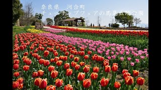 奈良県　河合町　チューリップフェアの馬見丘陵公園　写真紀行　2022