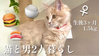 生後3ヶ月の子猫ごはん【保護猫赤ちゃん】