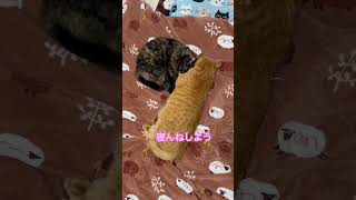 先客います　#shorts #cat #猫 #猫のいる暮らし #茶太 #保護猫 #茶とら #サビ猫　#ねこ