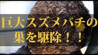 ※虫の映像が映ります※　巨大蜂の巣を撤去　岐阜県関市の道路看板裏にキイロスズメバチ