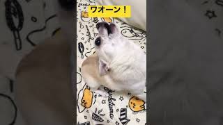 チワワ犬の遠吠え【二代目カエルのメッセージ付き🐸】