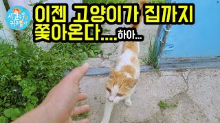 냥줍도 모자라 이젠 그냥 집까지 쫓아오는 고양이.../냥줍/산책냥이/현실판 드루이드(Country Story of City Couple EP.611)