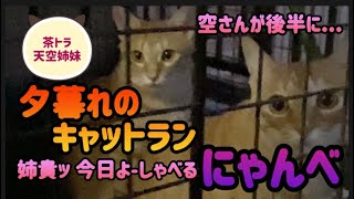 【茶トラ猫】夕暮れのキャットランで ではどうぞ