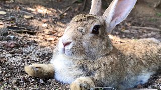 うさぎ「暑いな～。もう一歩も動きたくないわ～」