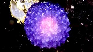 Purple Orb Found in Deep Ocean - Deepsea Oddities