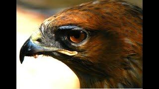 Hawk symbolism - strength, rulership, honor