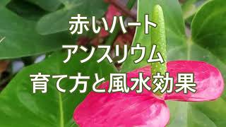 赤いハート　アンスリウム　育て方と風水効果