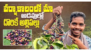 Wild Seasonal Fruits : అల్లిపళ్లు🍒| వర్షాకాలంలో మాత్రమే దొరికే పళ్ళు | Araku Tribal Culture