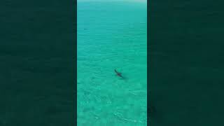 Shark cruising by greens pool in Denmark, western Australia