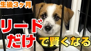 【子犬のしつけ】室内でもリードを付けるべき。劇的に変わる