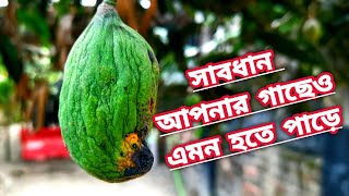 আম বড় হয়েও পচেঁ যাচ্ছে || মাছির আক্রমনে আম পচে যায় আমের মাছি পোকা দমন পদ্ধতি।