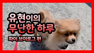 [Dreamcatcher's VLOG] 유현이의 무난한 하루 : 파이 브이로그 편