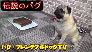 伝説のパグ　豪快　大いに食べる！　続『おまめ日記』追悼動画