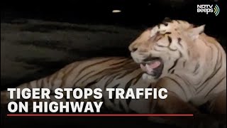 Viral Video: Tiger Stops Traffic On Highway In Madhya Pradesh | NDTV Beeps