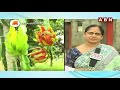 నెల్లూరులో డ్రాగన్ ఫ్రూట్ సంచలనం dragon fruit sensation in nellore abn telugu