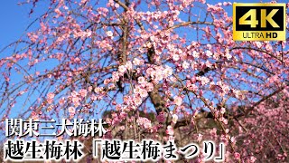 【4K】関東三大梅林 越生梅林「梅まつり」Ume Blossoms in Ogose