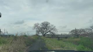 【奈良県景観遺産3/25】箸尾の桜並木　広陵町大野