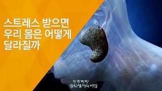 스트레스 받으면 우리 몸은 어떻게 달라질까 - (20131127_484회 방송)_치유의 힘, 2부 - 내 몸을 깨워 암을 극복한다