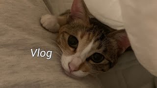 VLOG | 수요없는 집사의 일상브이로그 공급!(^^;) | 집사 브이로그 | 고양이 브이로그 | 고양이 성장일기 | 고양이VLOG | 집사VLOG | 직장인 브이로그