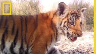 Tiger Population Sees Hopeful Rise in Nepal | National Geographic