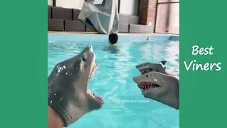 Shark Puppet Funny Instagram s - NEW Shark Puppet Vines - Best Viners 2020