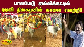 பாலமேடு ஜல்லிக்கட்டில் டிடிவி தினகரனின் காளை வெற்றி! | Palamedu Jallikattu | AMMK | TTV Dhinakaran