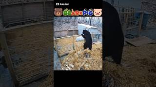 熊VS豚　衝撃の結末　#shorts #熊　#Bear #豚　#Pig