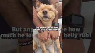 Sweet Blind Dog Loves Getting Scratches From Human