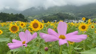 2021/07/05　コスモスの花が咲くひまわり畑　〜高知県土佐市〜