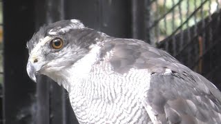 オオタカ　凛とした姿です　【のんほいパーク】Northern goshawk Toyohashi Zoo