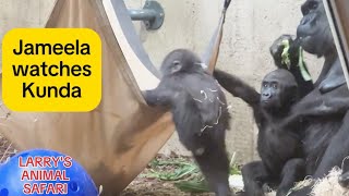 Baby Gorillas - Jameela \u0026 Kunda (#9)  Part 1 of 2   #clevelandmetroparkszoo