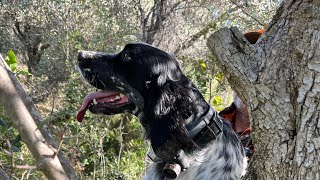 Chasse bécasse en corse, avec setter-anglais, saison 2023/2024