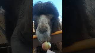 Alma yeyən dəvə. Camel eatinng apple.