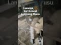 lucunya cempe ini lari lalu loncat ke kandang induknya langsung nyusu ☺️