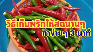 วิธีเก็บพริกให้เก็บได้นาน| เข้าครัวกัน |Cat Saradee Channel