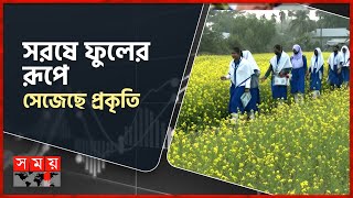 চলতি মৌসুমে বেড়েছে সরিষার আবাদ | Mustard Cultivation | Agriculture News | Feni | Somoy TV