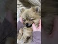 撫でられて寝た犬