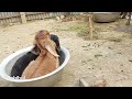 curious goat best goat sound in the world 2024 by tobibul goat baa baa as animal sounds