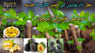 How To Grow Cuttings of Plants | Fruit Plants Propagation | Home Gardening Tips For Beginners