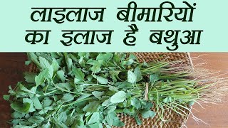 Bathua, बड़ी बड़ी बीमारियों का इलाज है बथुआ | Chenopodium album Health Benefits | Boldsky