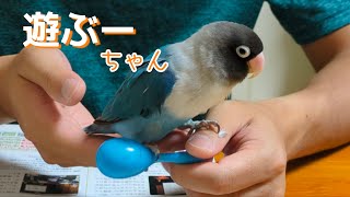 飼い主と遊ぶインコ【ボタンインコのぶーちゃん】