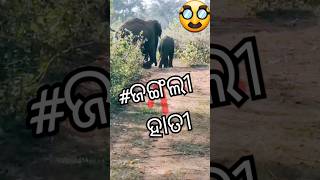 ହାତୀ  ମଣିଷକୁ ଡରୁନି #elephantvideo #shortsviral #shorts #shortsfeed